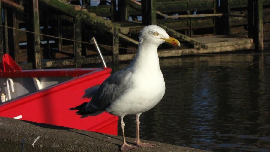 Seabird in Bridlington