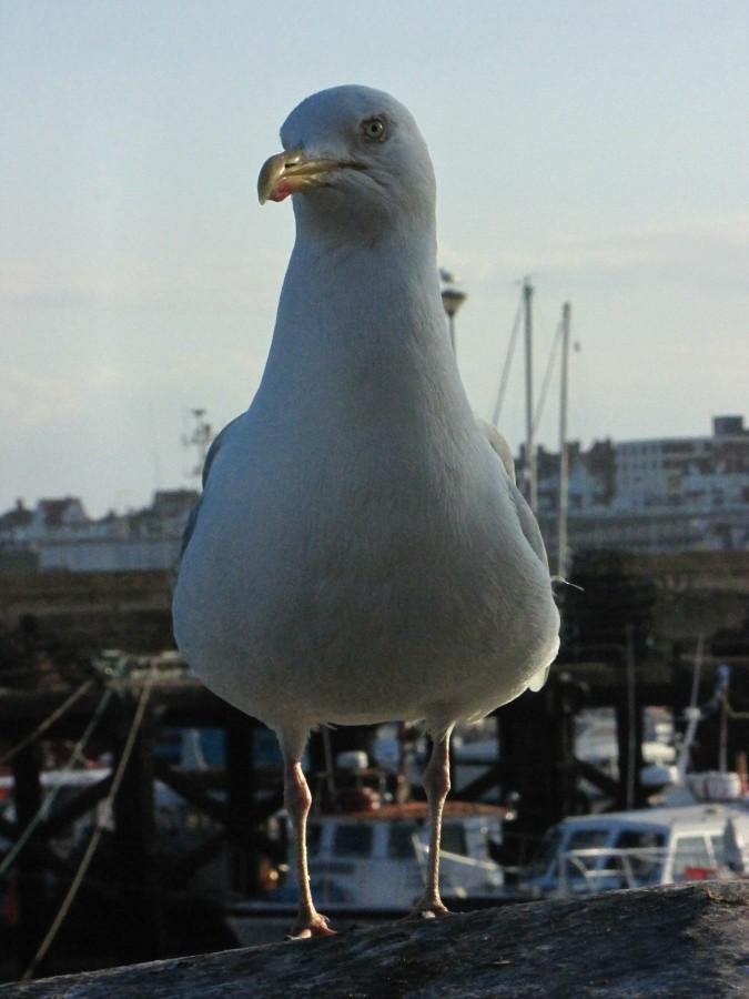 Seabird in Bridlington