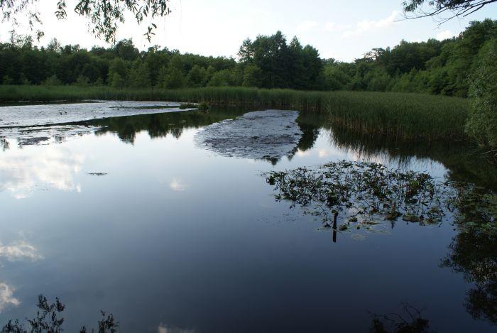 Staw Szczurek