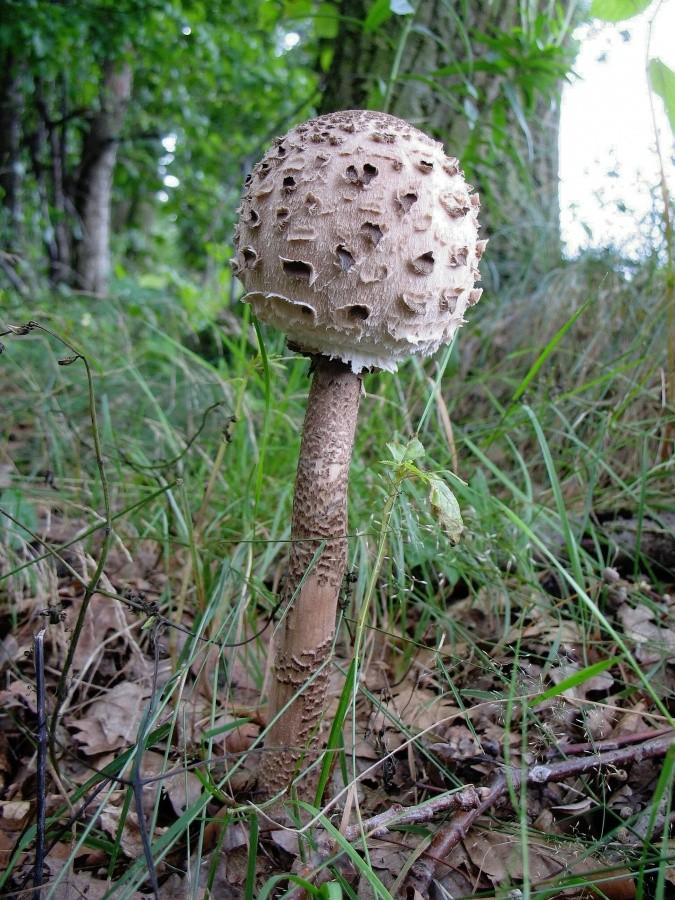 Czubajka kania