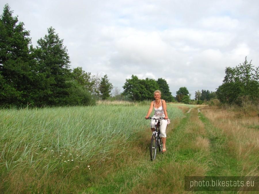piękne trawy