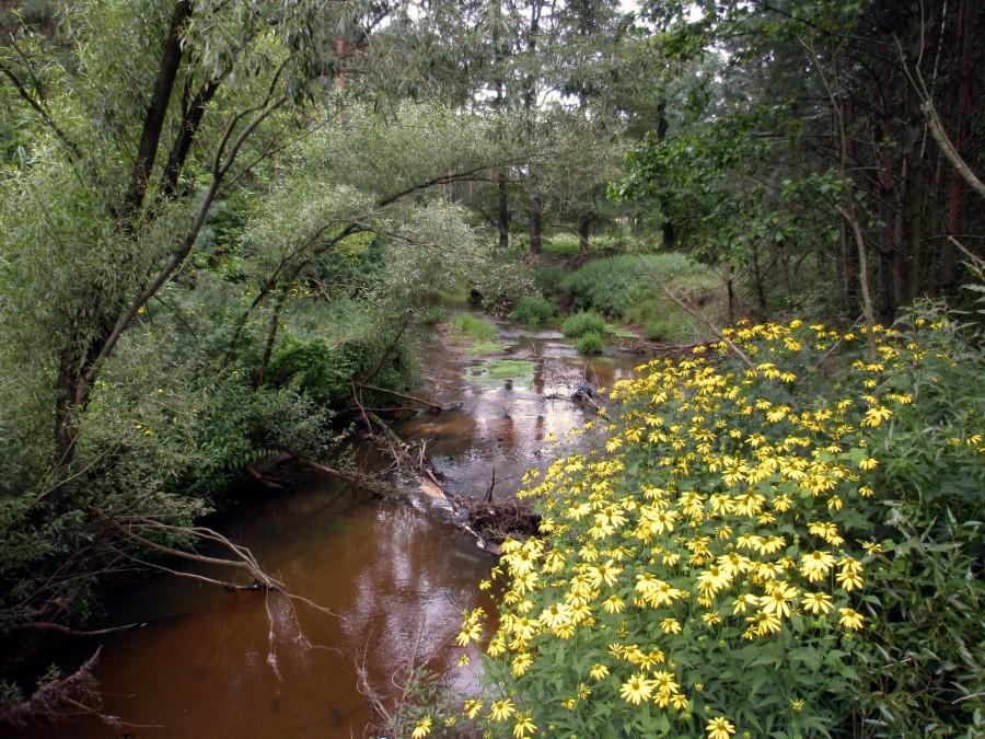 Rudbekie nad Liswartą