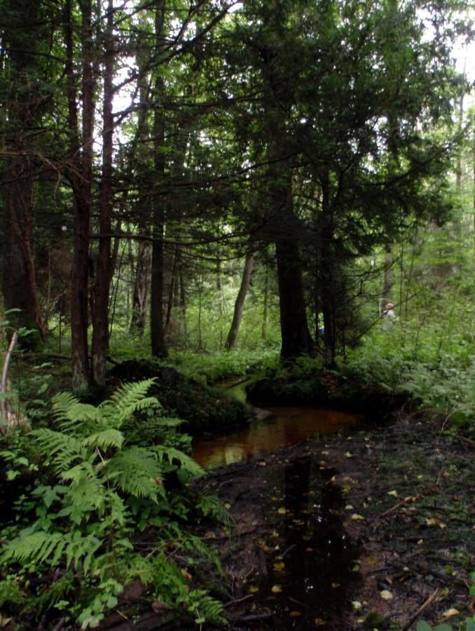 Strumyk w rezerwacie Cisy nad Liswartą