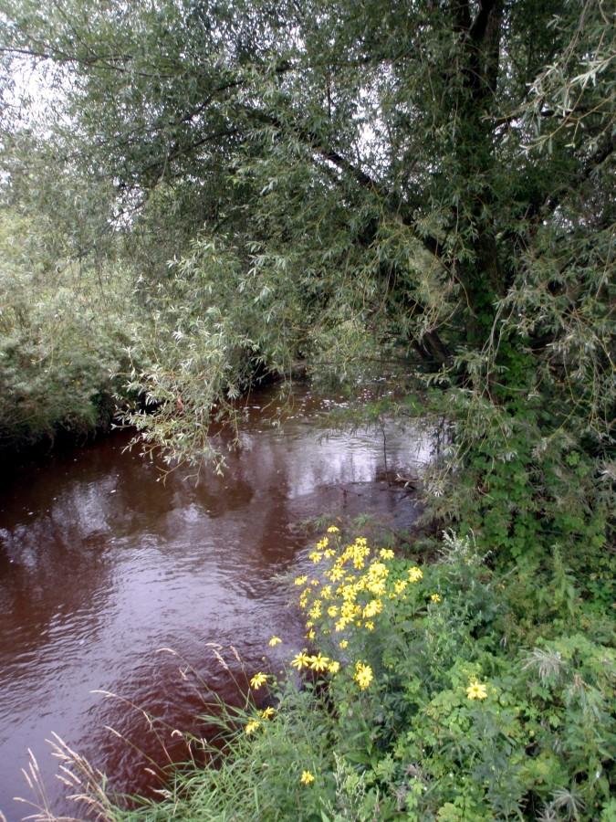 Wierzba, rudbekie, Liswarta