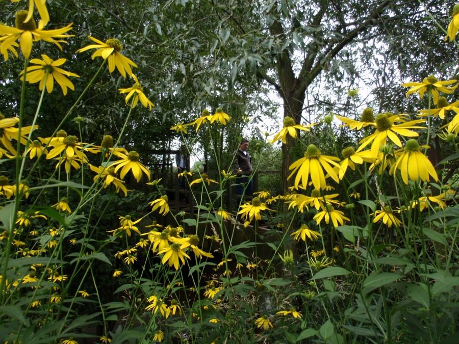 Rudbekie przy skrzyżowaniu cieków wodnych