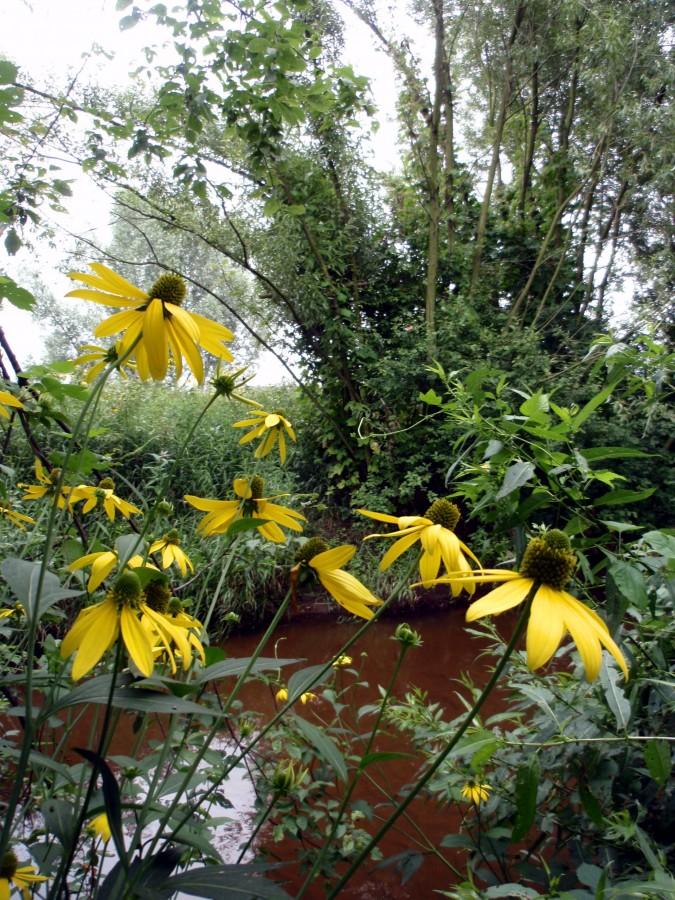 Rudbekie