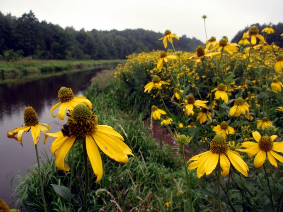 Rudbekie opanowały brzegi Liswarty