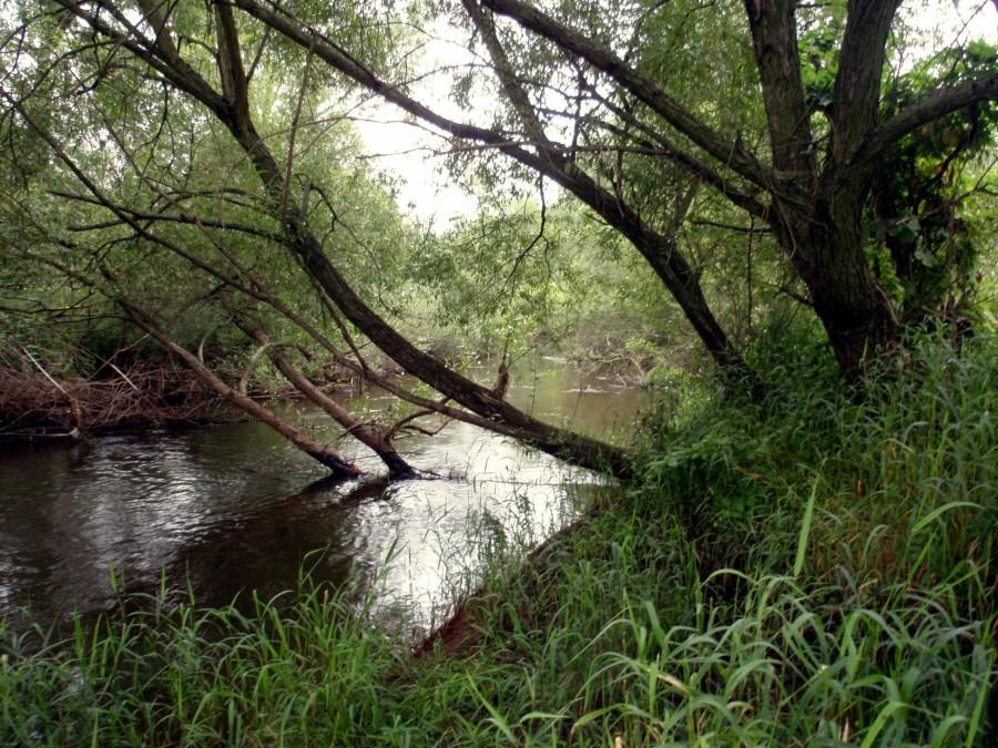 Zatopione drzewa, być może podcięte przez bobry
