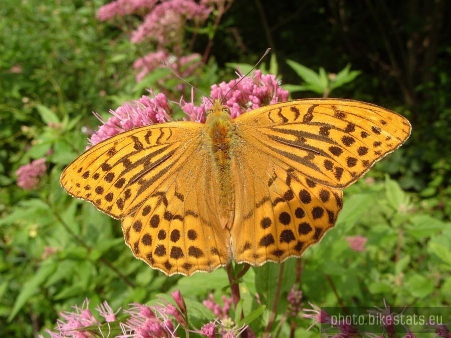 A.pamphia