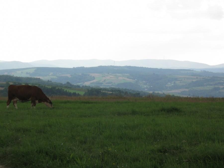 Pasmo Suchej Góry i... krowa.