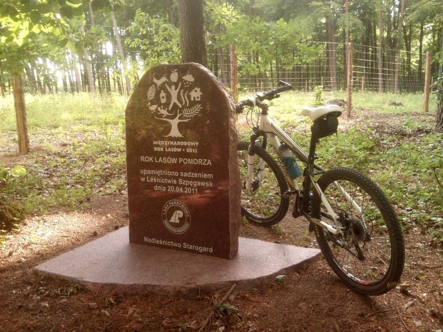 w szczerym lesie na mojej trasie Zduny jezioro - wkoło