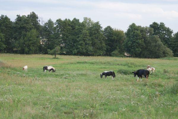 koniki i krowa :)