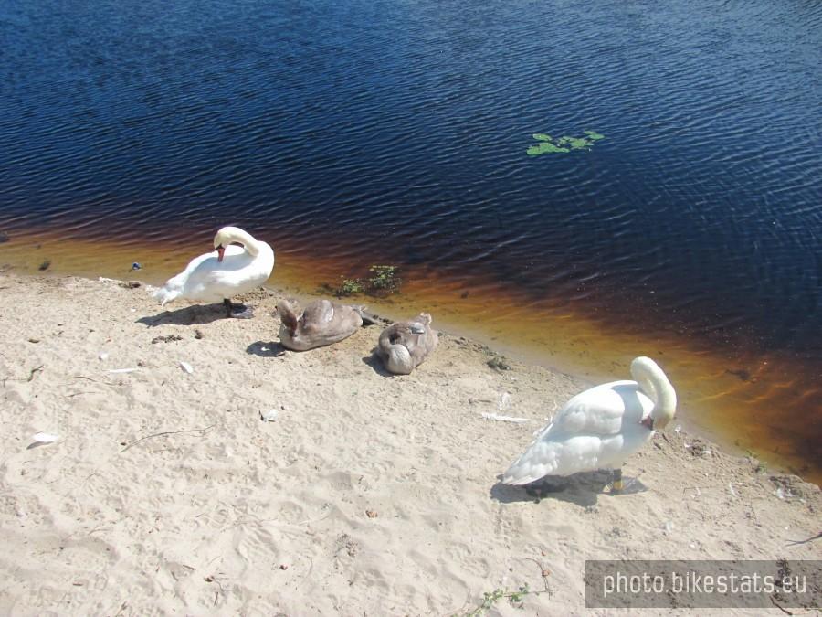 jednak były łabędzie i te same co w 2009