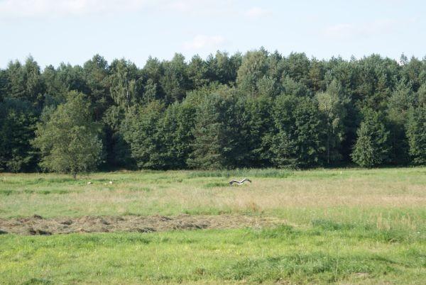 Wystraszyłam boćka i odfrunął, dalej jego rodzinka zajada kolacje.