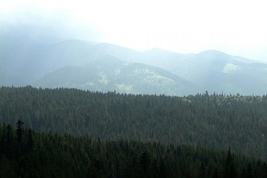 Widoczek