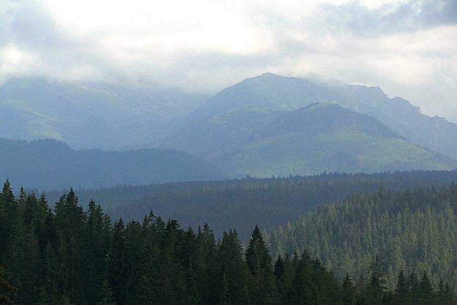 Widoczek