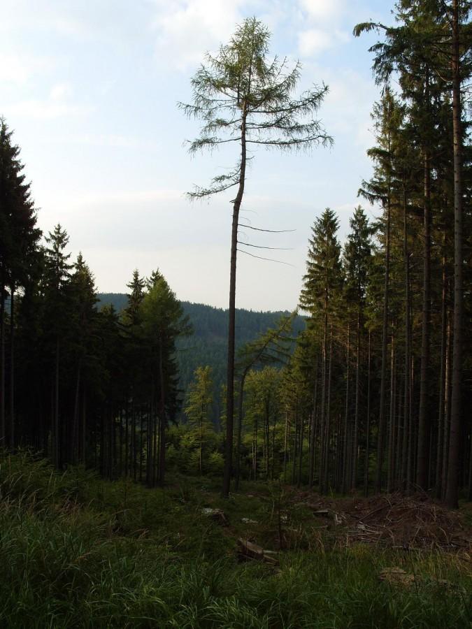 Wyrąb w drodze na Borówkową.