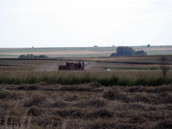 Żniwa
