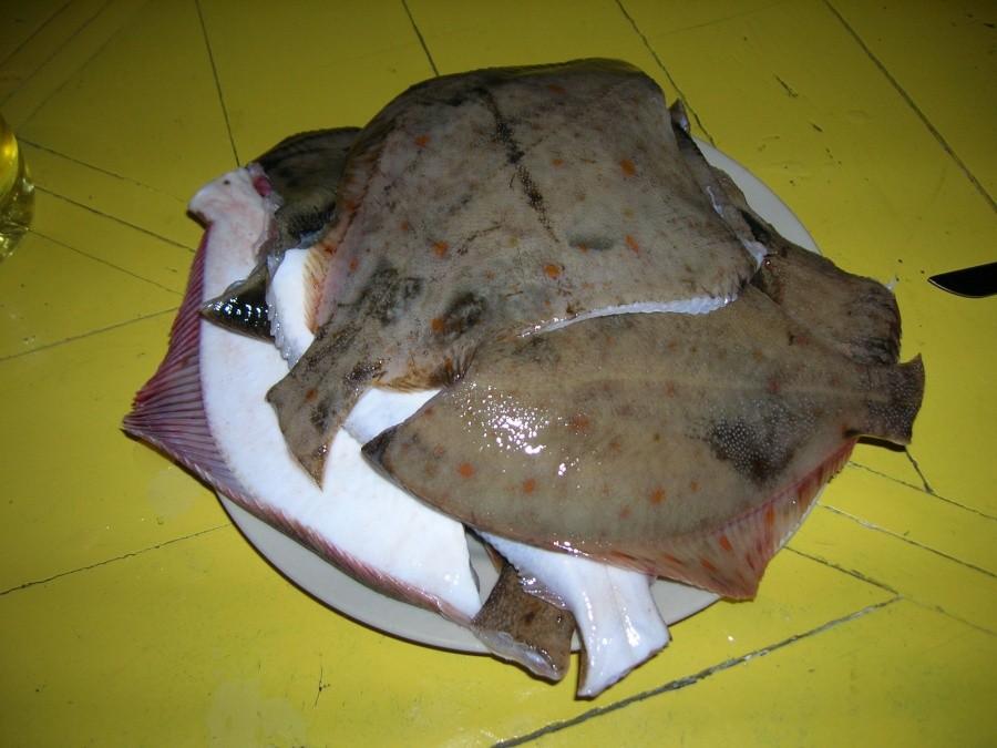 flądra