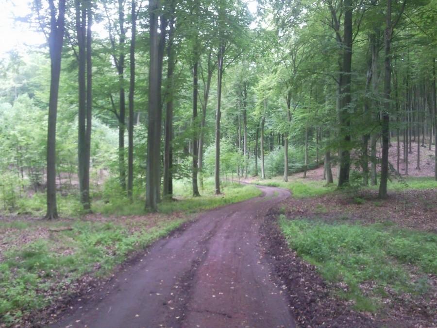 Puszcza Bukowa