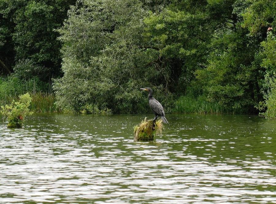 Kormoran