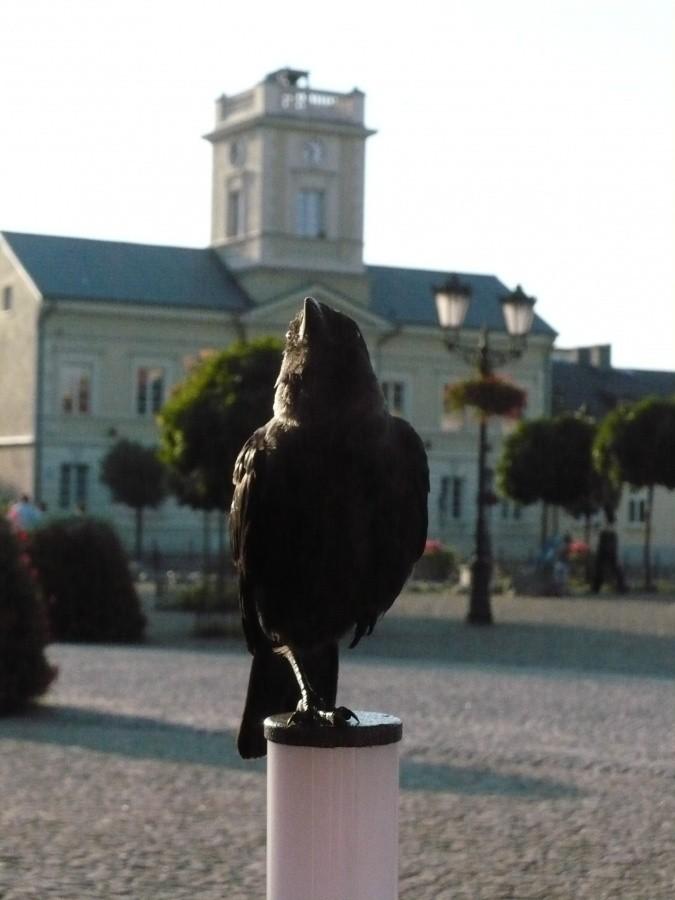 Tresowany Orzeł