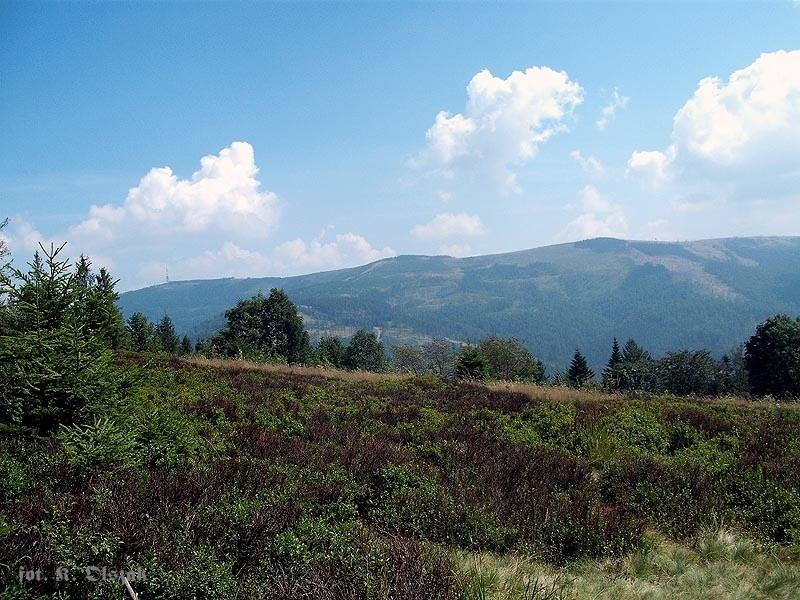 Jagodowe pole na Kotarzu (1)