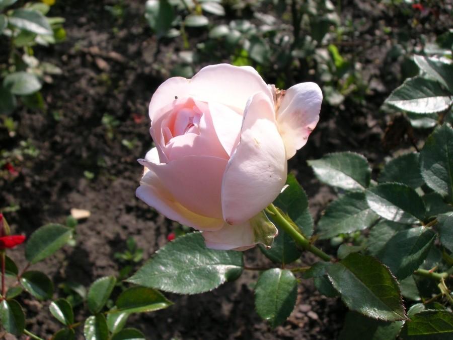 róża