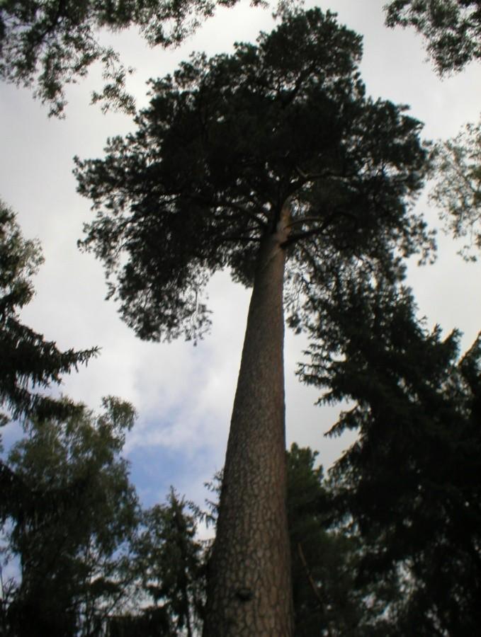 3/4 GRUBEJ KAŚKI