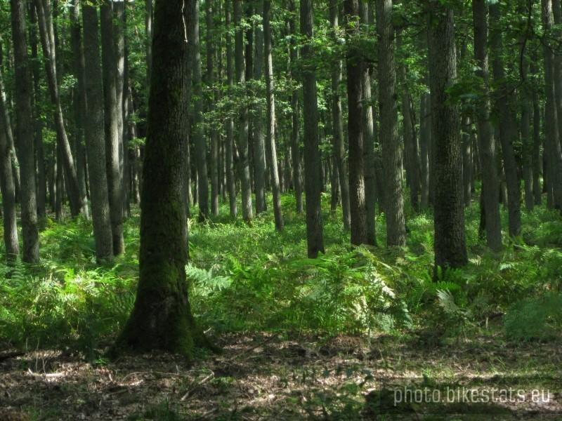 Puszcza Zielonka - dywan paproci w lesie dębowym nieopodal Dąbrówki Kościelnej.