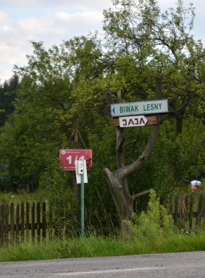 Biwak leśny - jaja