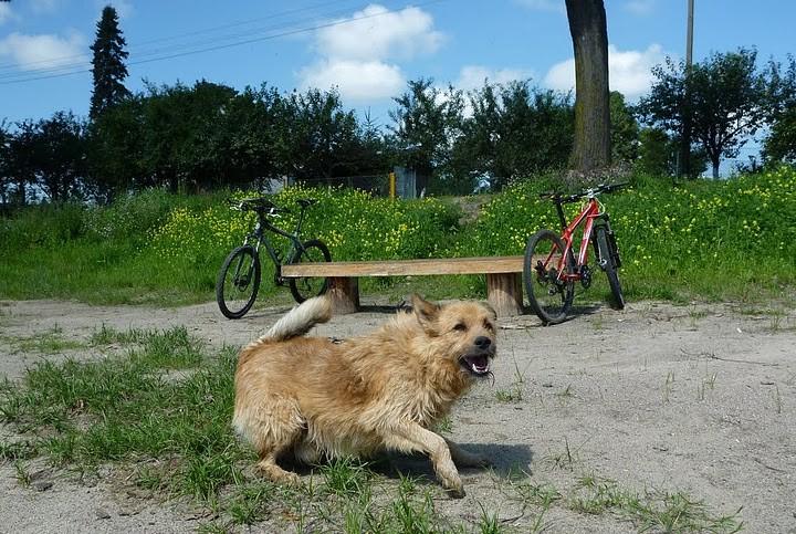 Dzień dobry. Popilnować rowerków?