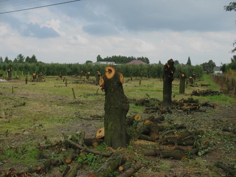 Michrówek - taki jest los starego sadu