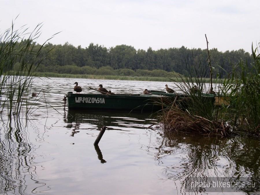 Kaczki na Jeziorze Swarzędzkim