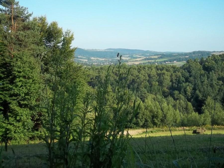 widoczek