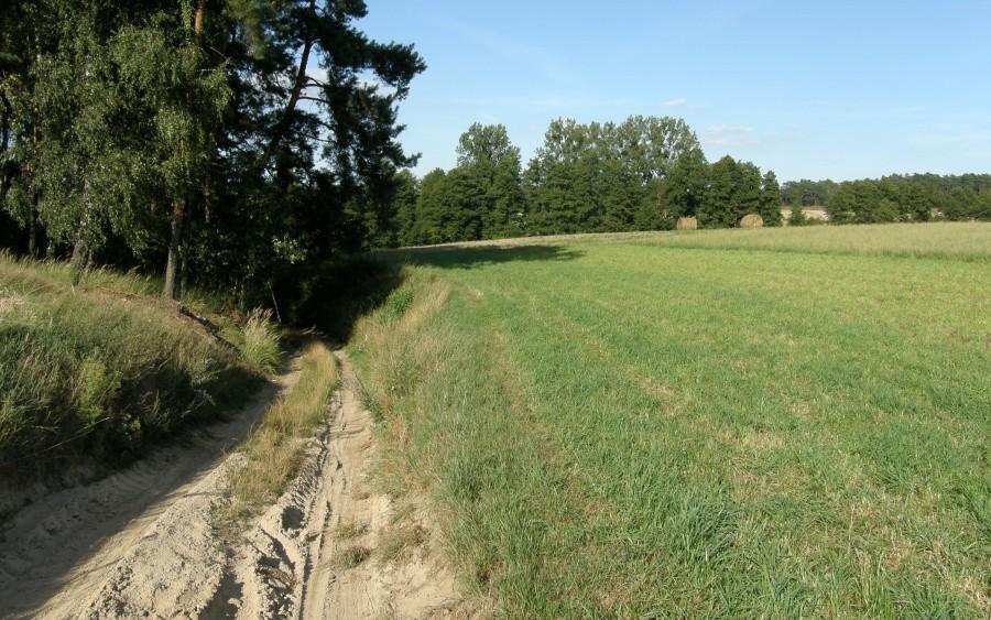 Zjeżdzik ... piaszczysty :)