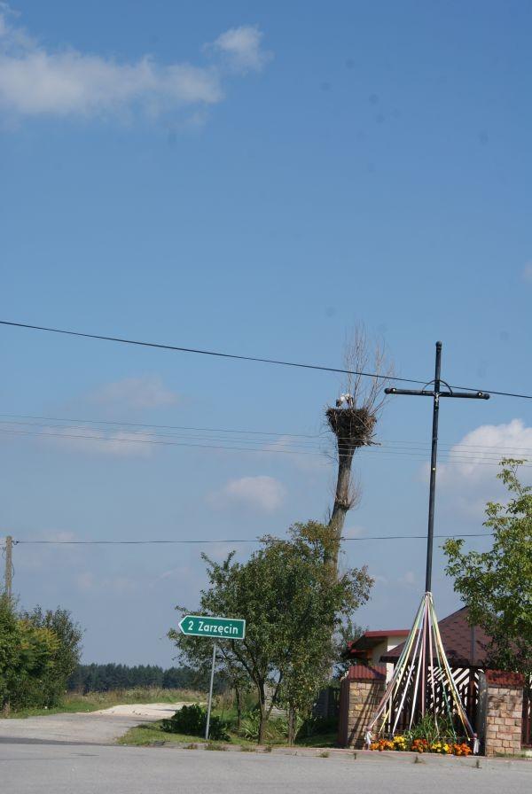 dwa boćki