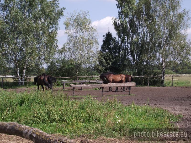 Stajnia Chojnów