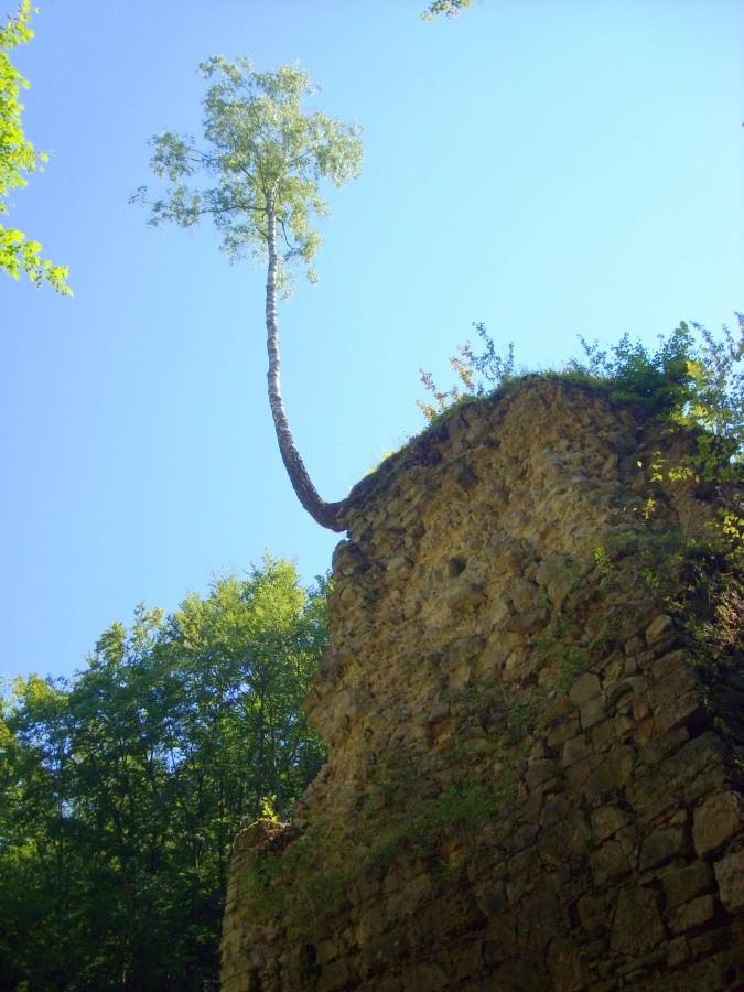 Samotna brzoza nad wodospadem w Czernej.