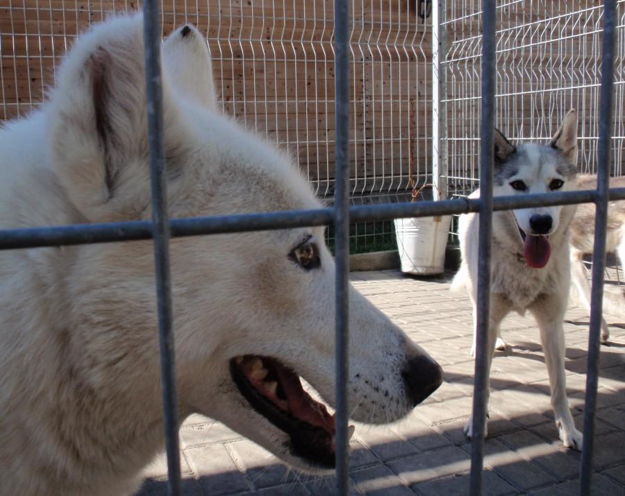 Psy rasy husky