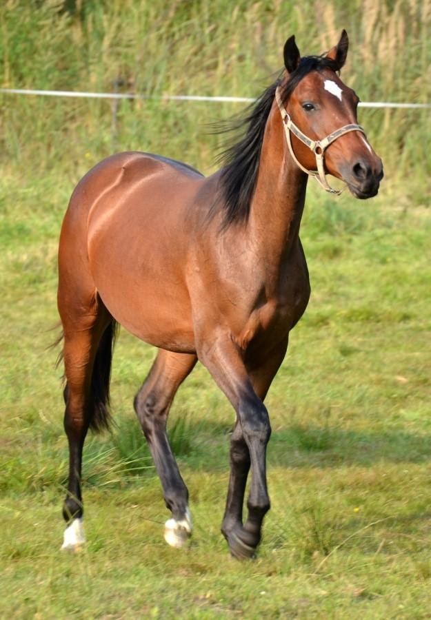 koniki fota 2