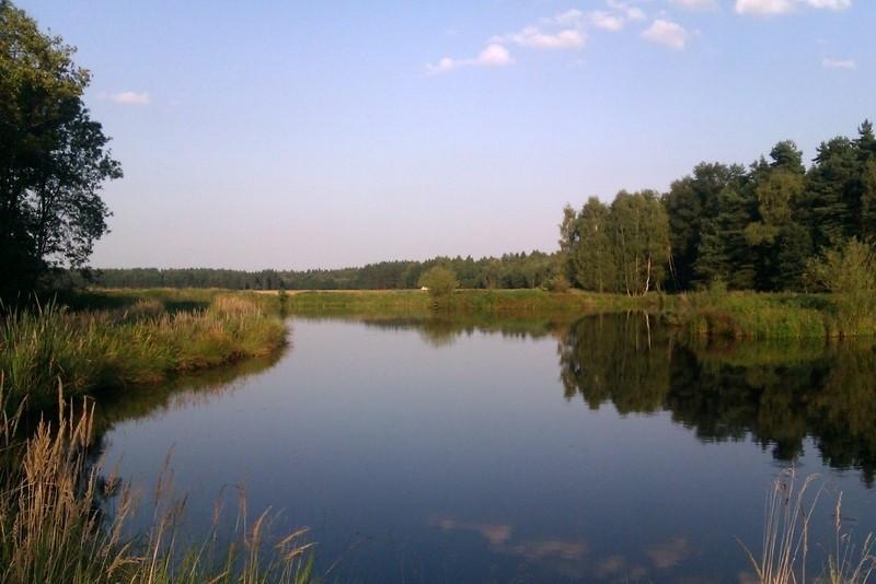 Staw