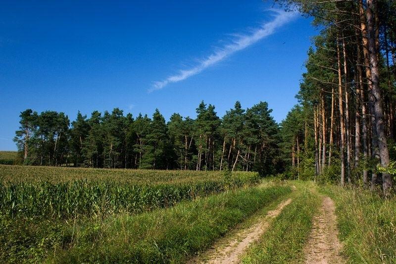 Leśna droga