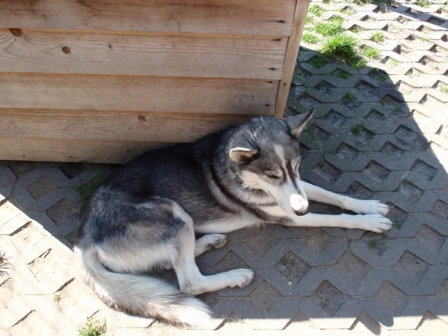 Husky