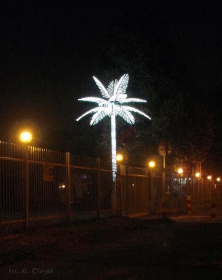 Palma na Mokotowie