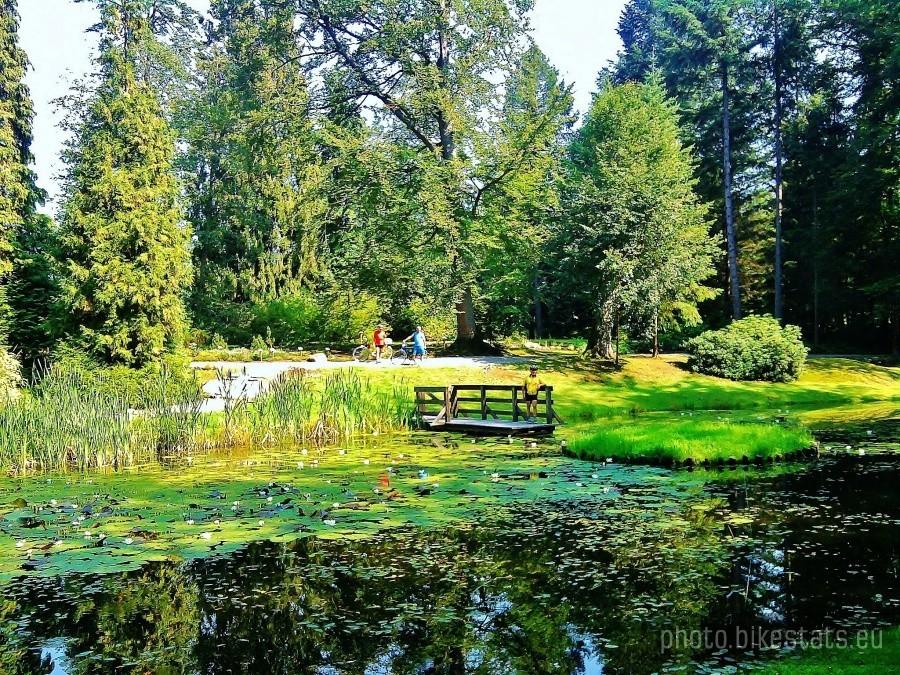 Jeziorko w Arboretum.