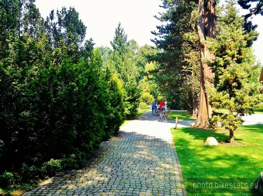 Aleja wśród drzewostanów-Arboretum