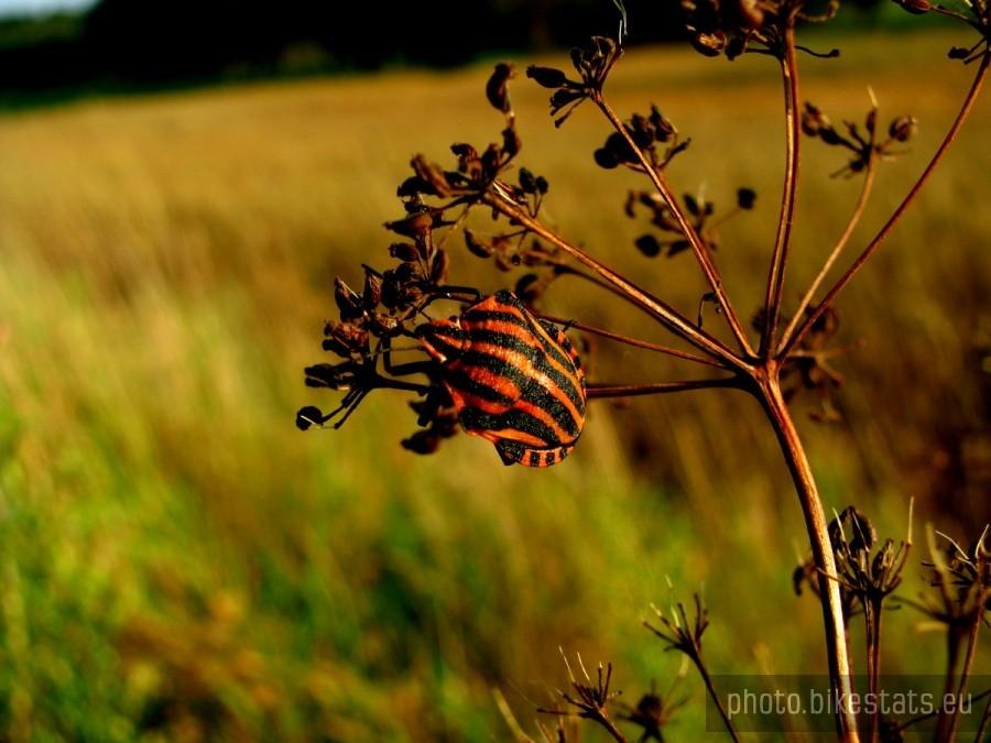 Macro