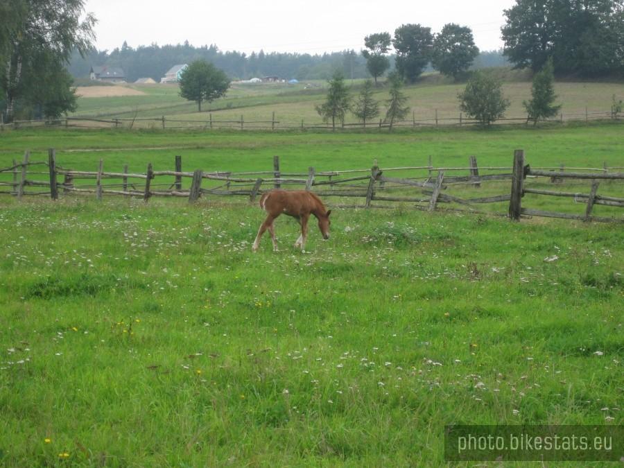 Konik