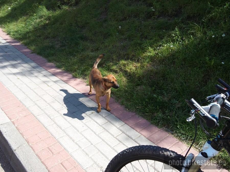 Psiak
